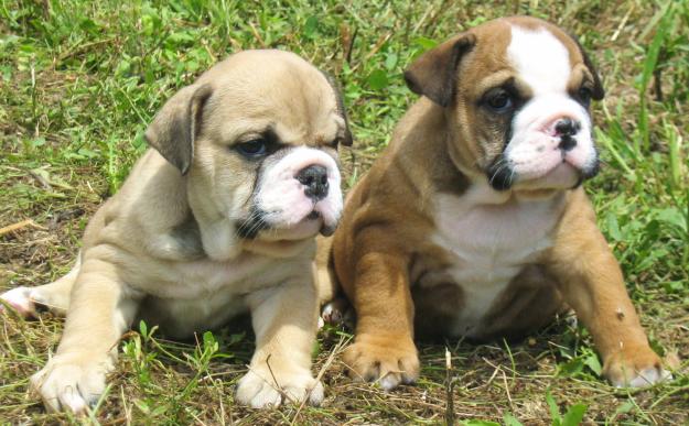 bulldog ingles en venta camada 690€