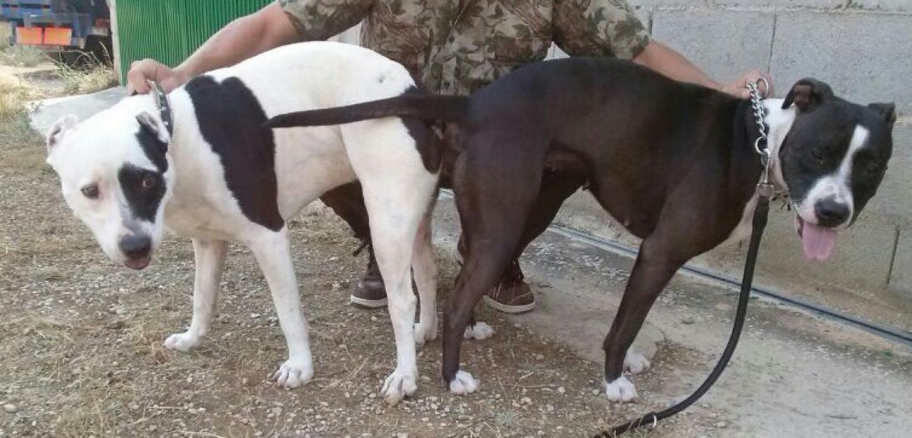 cachorros american pitbull terrier