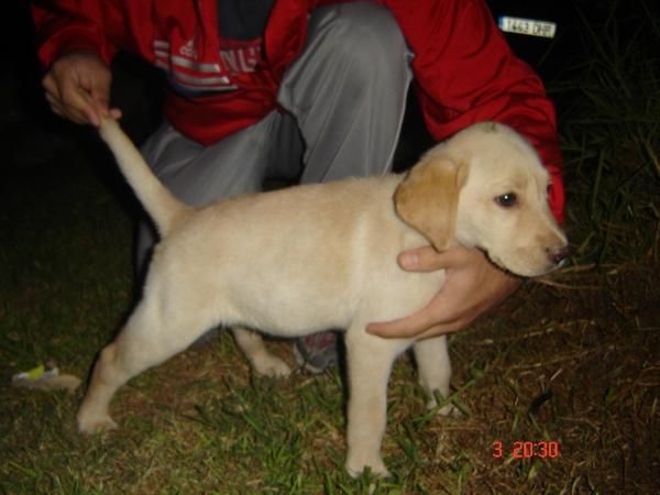 Camada de labradores