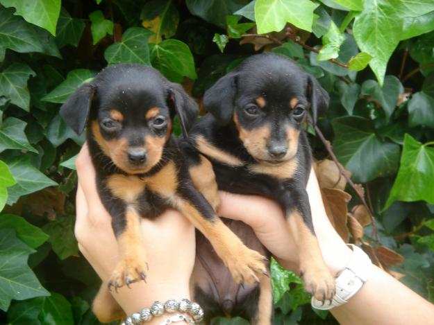 Camada  Mini Pinscher 300€