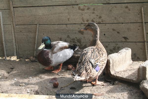 CAMBIO PAREJA DE PATOS AZULONES