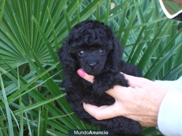 CANICHE TOY,TINY TOY TEA CUP