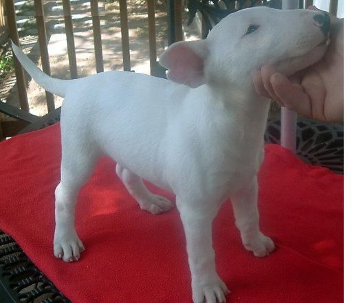 de la conciliación y la mayoría de los bull terrier precioso para una nueva casa