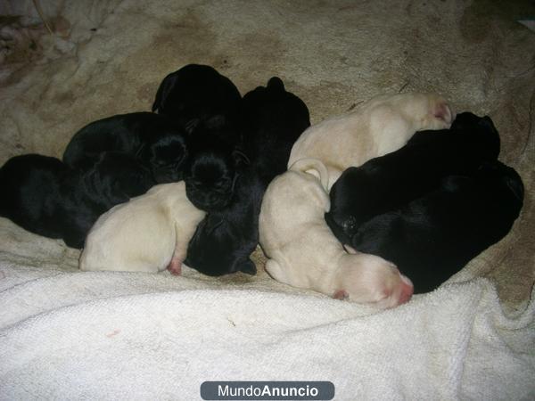 Labradores retriever