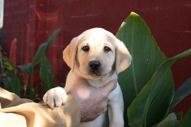 Labradores retrievers con pedigree de campeones