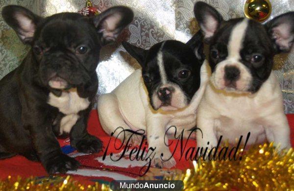 Oportunidad, preciosos bulldog Frances