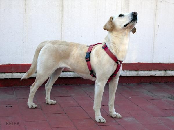 PERRITA MEDIANA JOVEN EN ADOPCION