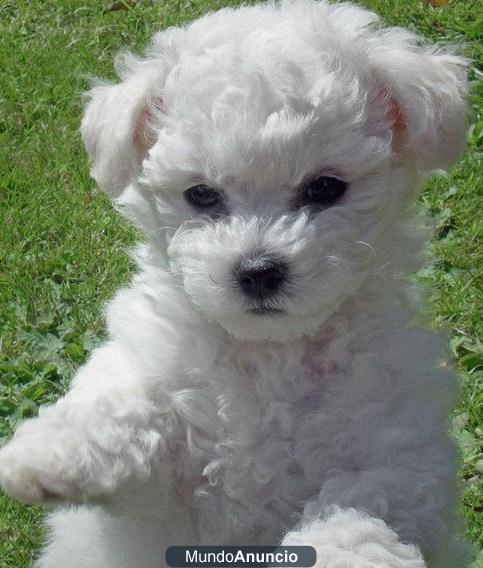 Preciosa camada de Bichon Frise