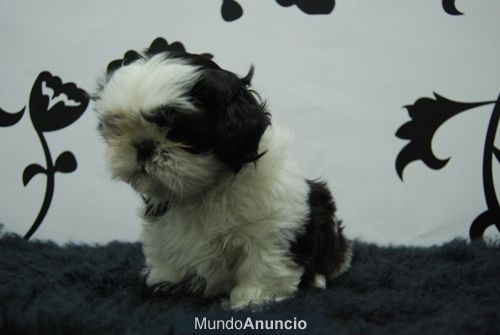 Shihtzu Cachorritos disponibles