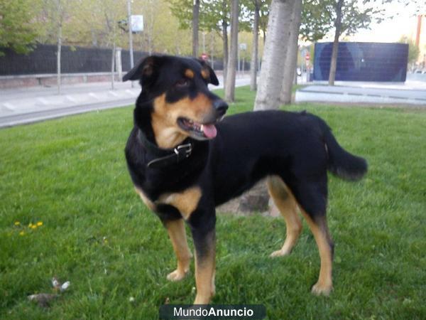 URGENTE! GORDI, PERRITA MESTIZA DE PASTOR ALEMAN NECESITA UN HOGAR!!! MADRID