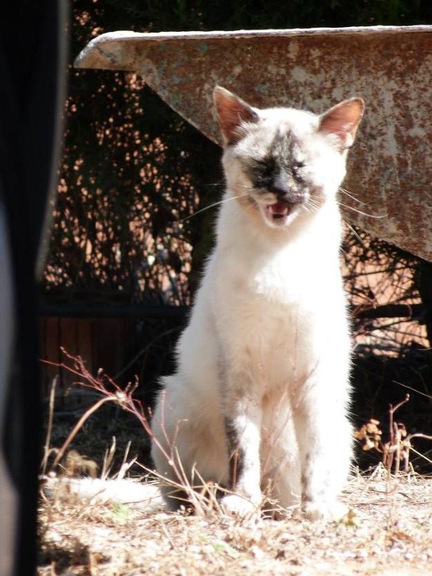 TITA, gatita diamesa de año y medio en adopción