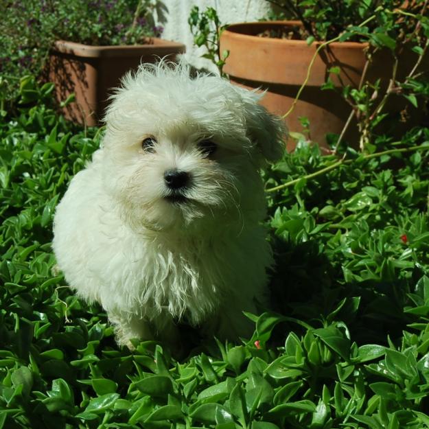 Cachorros de Bichon Maltes Toy - Disponibles