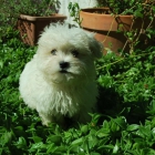 Cachorros de Bichon Maltes Toy - Disponibles - mejor precio | unprecio.es