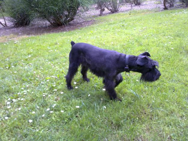 cachorros de schnauzer mini color negro