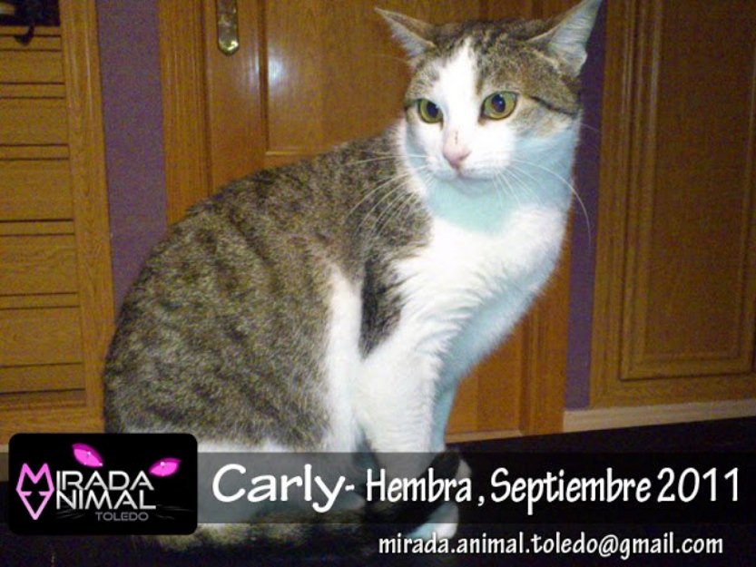 Carly gatita atigrada en adopcion