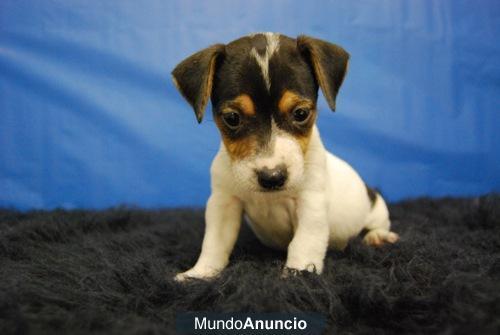 MINI JACK RUSSELL, CACHORRITOS DISPONIBLES DE PATA CORTA