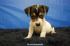 MINI JACK RUSSELL, CACHORRITOS DISPONIBLES DE PATA CORTA - mejor precio | unprecio.es