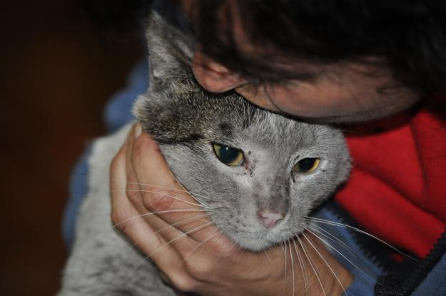 Omali,precioso gato,cariñoso,en tarifa