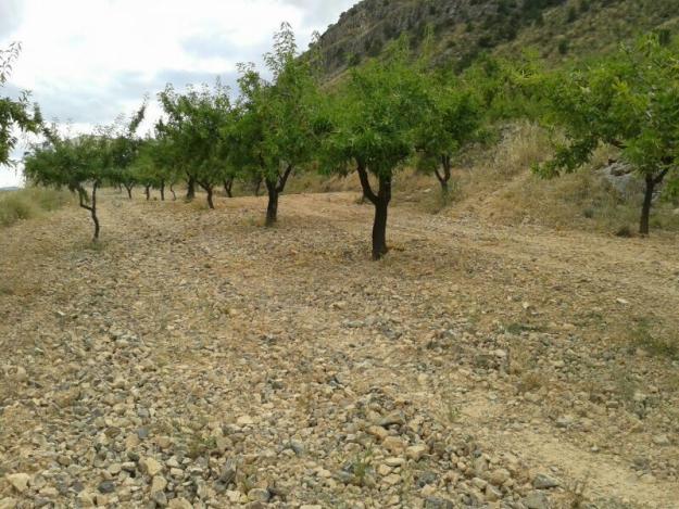 Se vende terreno en campo de ricote