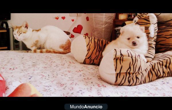 solo mequeda 1 cachorrito puro TOY  de pomerania , vacunas , cartilla , pedegriee de grandes campeones de españa , todo