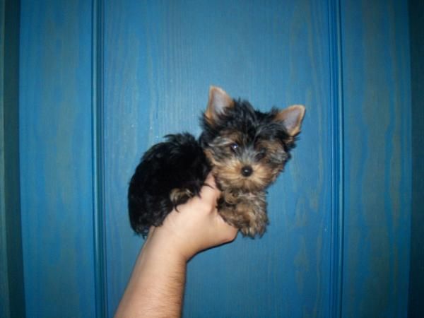 yorkshire terrier macho muy chikitin