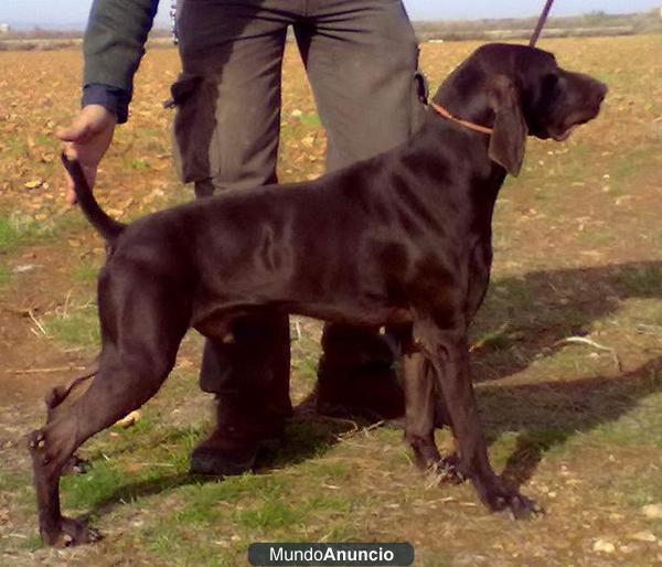 Cachorros Braco Alemán Afijo \