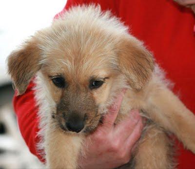 Cachorrito muy simpatico en adopción