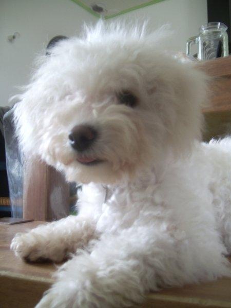 bichon frise busca novia