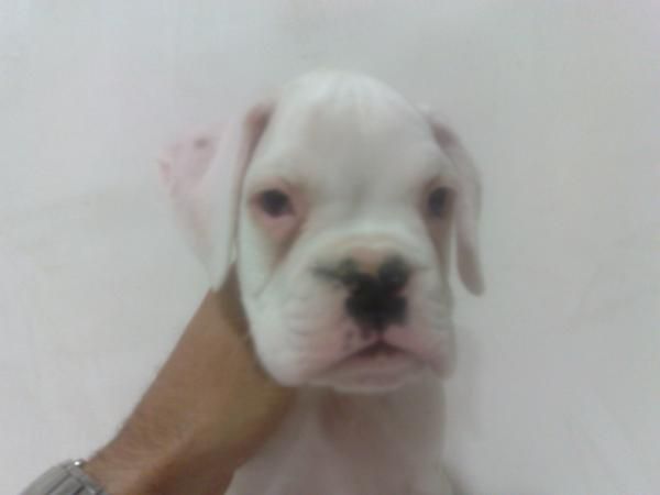 boxer cachorros blancos