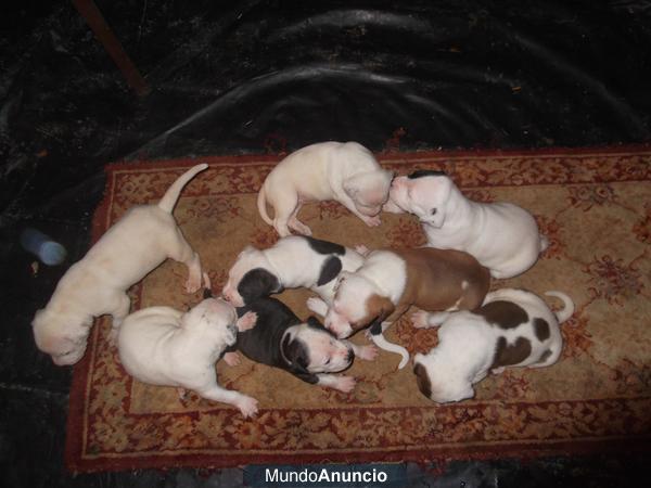 CACHORROS AMERICAN PITBULL TERRIER