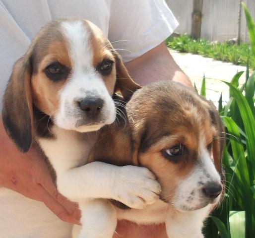 Cachorros de beagle