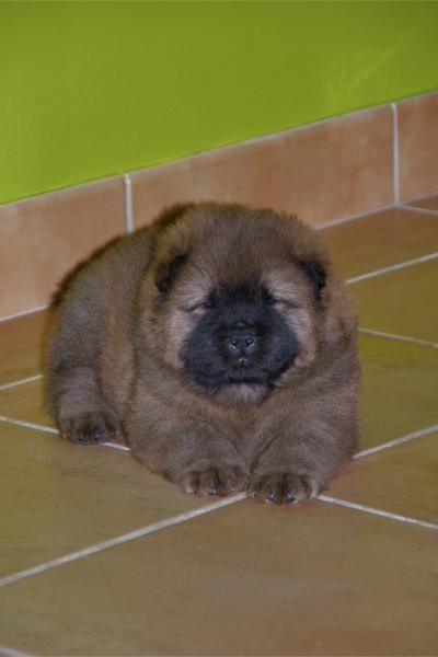 cachorros de chow chow