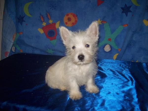 Cachorros de WEST HIGHLAND - WESTY - 450   - PURA RAZA CON PEDIGRI