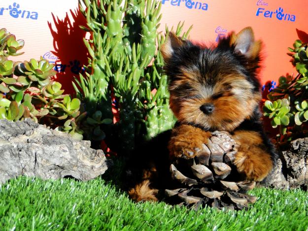 Camada de Yorkshire Terrier alta calidad. Garantias.