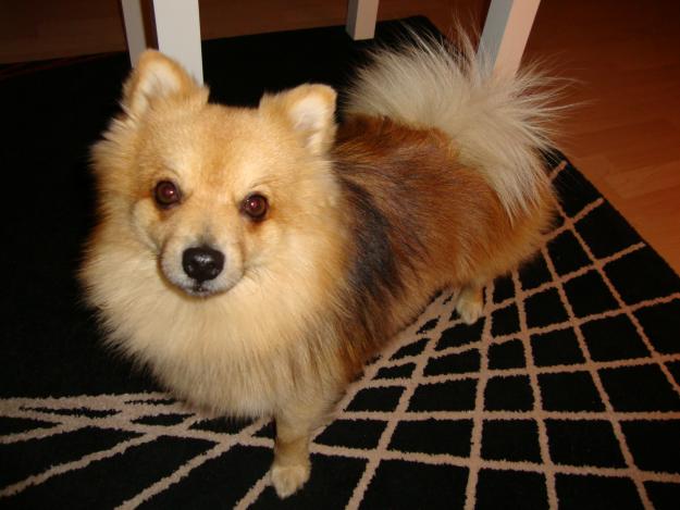 cruzo pomerania macho