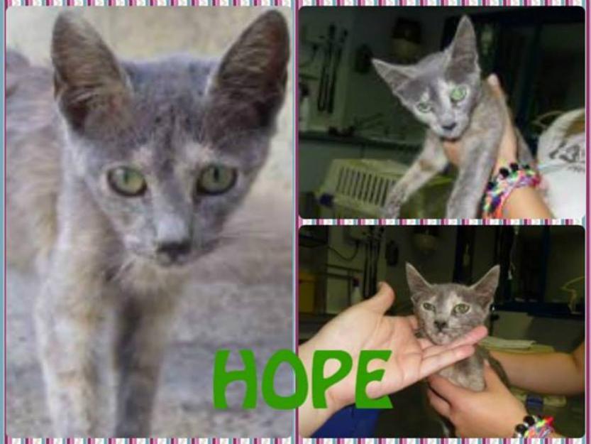 HOPE, gatita mezcla de azul ruso necesita hogar