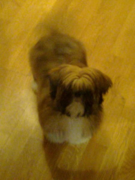 Venta lhasa apso