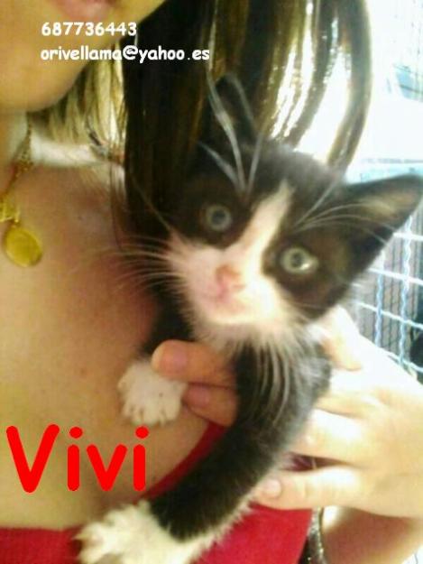 Vivi, una preciosa gatita en adopción. Rivas (Madrid)