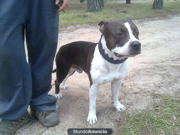 american staffordshire para montas