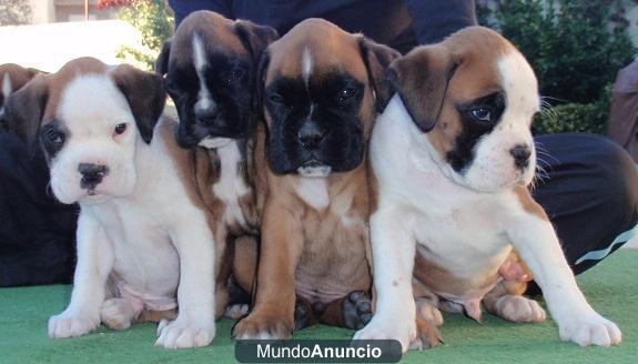 Boxer con pedigree por 200 euros!!