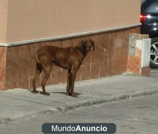 Braco demasiado tiempo en la calle corre mucho peligro