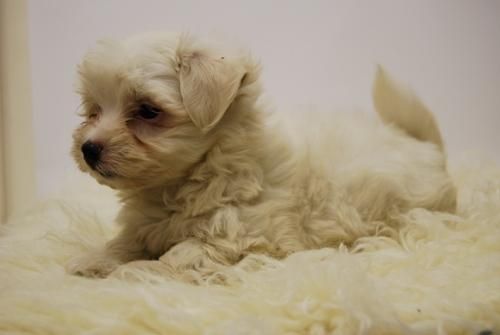 cachorretes de bichon maltes, para los amantes de lo blanco y cariñoso