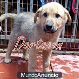 cachorros en adopcion