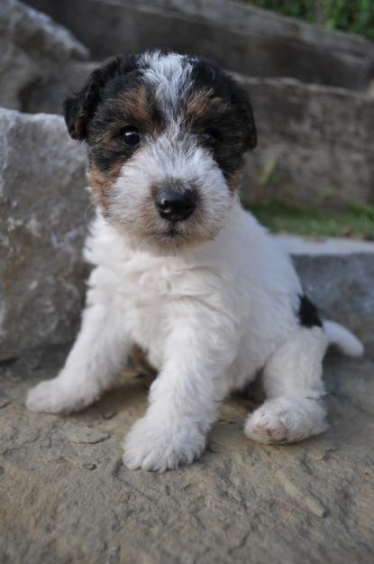 camada de fox terrier pelo duro