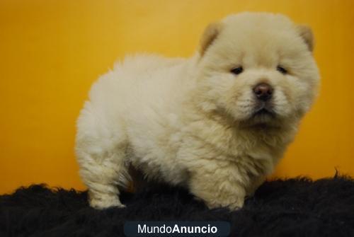 Chow chow cachorritos con pedigre, en valencia