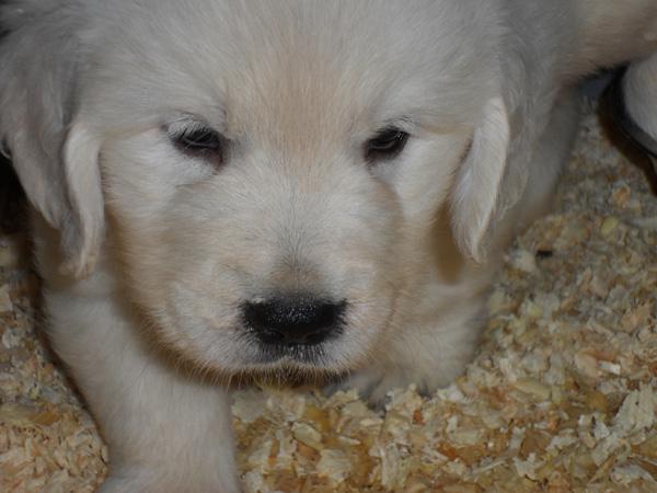 Golden retriever con todas las garantias sanitarias