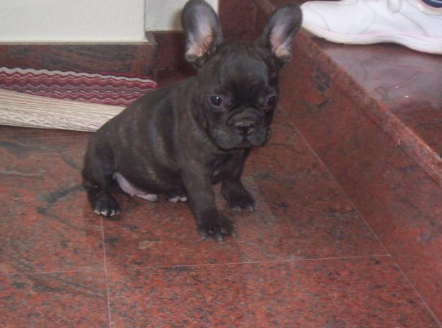 perro bulldog frances