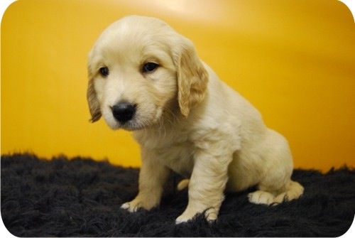 Preciosos Golden Retriever , cachorros nacionales .