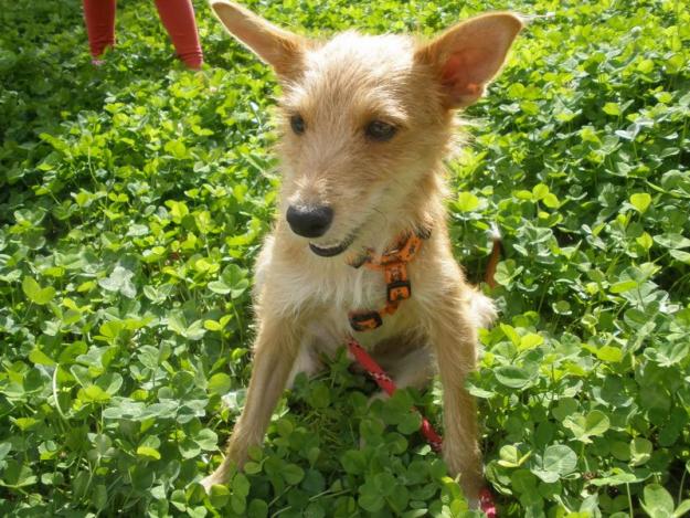 Robin, un cachito de pan en adopción