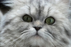 Se vende gato persa precioso muy económico - mejor precio | unprecio.es